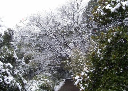 郊外雪景图片