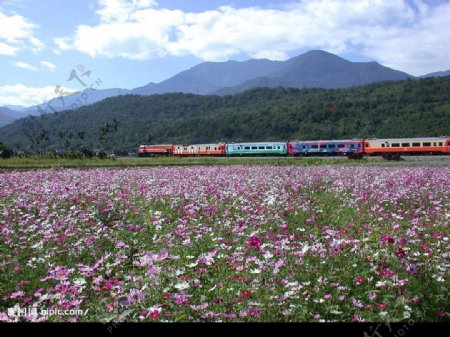 台灣花蓮國際觀光節列車图片