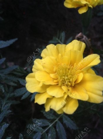 黄色的花朵图片