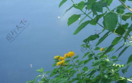 池边小花图片