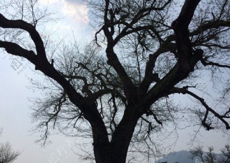 宏村老树图片