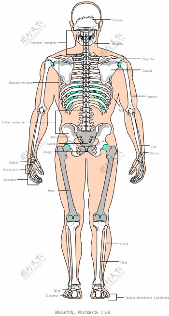 人体骨骼骨架矢量图背面观图片