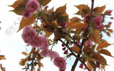 春天桃花开了图片