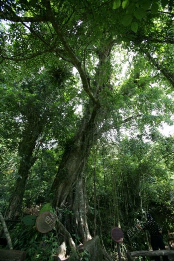 海南热带原始雨林图片