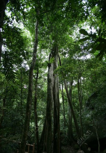 海南热带原始雨林图片