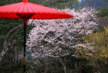 樱花树下的红伞图片
