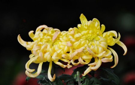 黄橙菊花图片