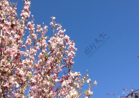 玉兰花树图片