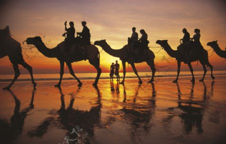 夕阳骆驼图片