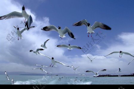 青海湖鳥的天堂图片