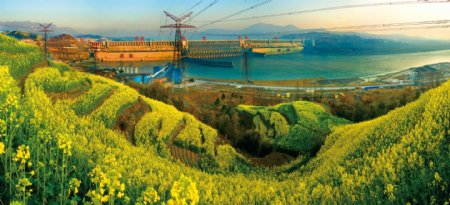 三峡大坝油菜图片
