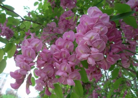 紫槐花图片