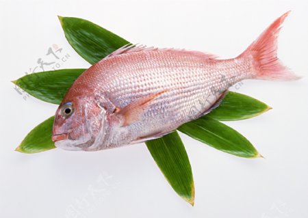 海鲜红三鱼图片