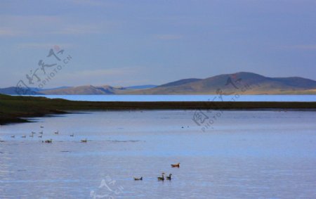 鄂陵湖野鸭图片