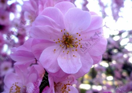 粉红桃花花朵图片