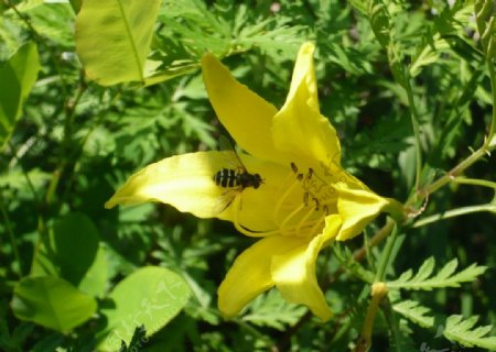 黄花蜜蜂图片