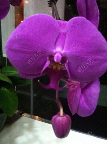 盛开的紫色蝴蝶兰图片