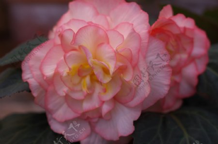粉红牡丹海棠图片