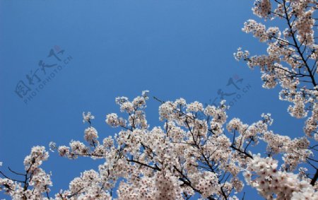 春日樱花烂漫图片