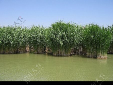 湿地植物图片