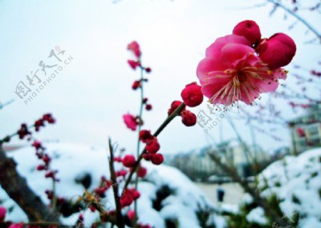 梅花雪景图片