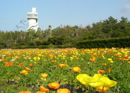 花壇花圃圖片