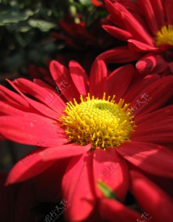 菊花红菊图片