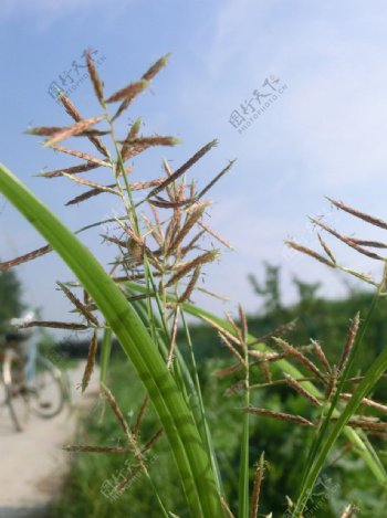 野草圖片