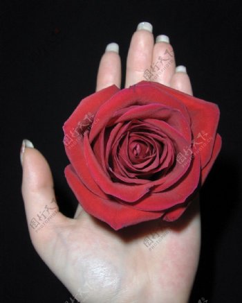 手掌上的玫瑰花图片