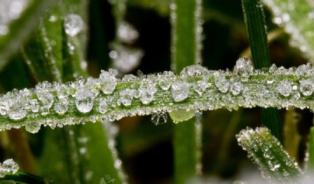 冰柱植物图片