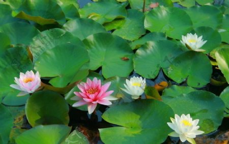 池塘里的浮萍花卉图片