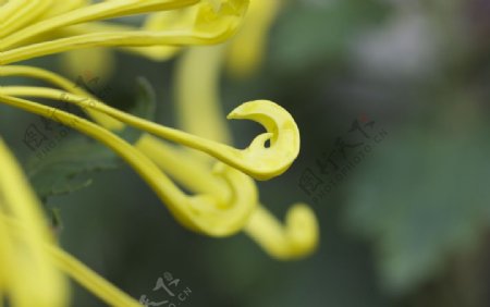 花卉黄色菊花瓣高清图片