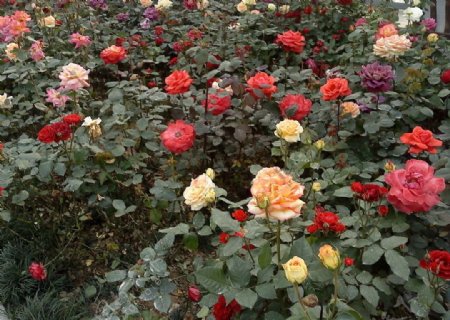 玫瑰丛图片