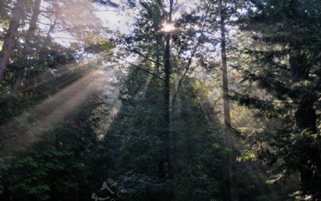 林间阳光图片
