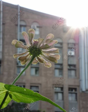花與陽光图片