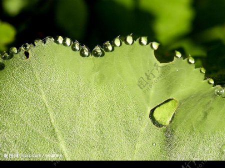 綠葉子上的水珠图片