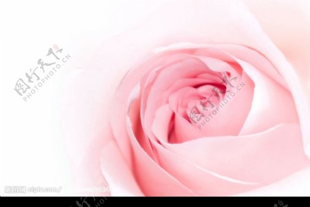 粉红色玫瑰花图片素材