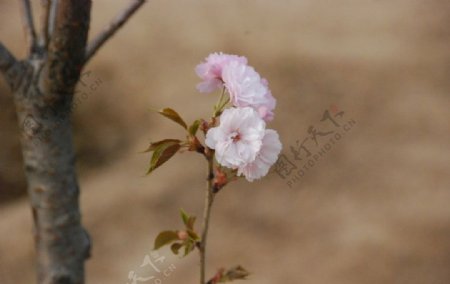 春天桃花图片