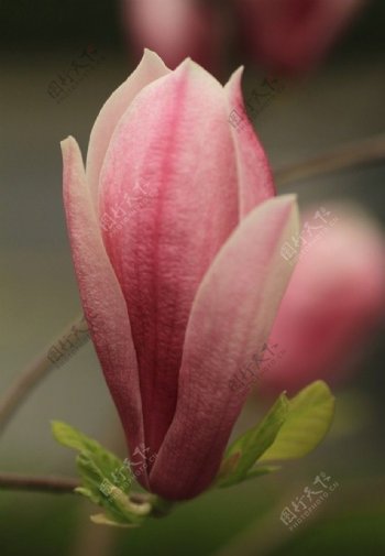 玉兰花苞图片