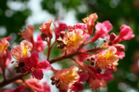 红花七叶树图片