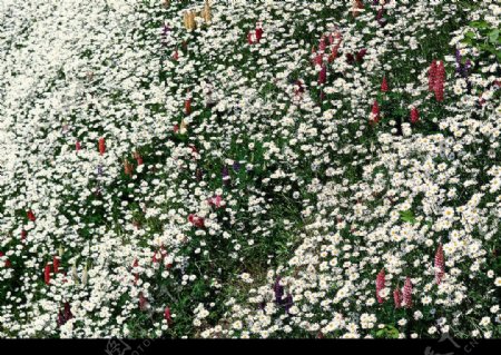 漫山遍野白色盛开野菊花图片