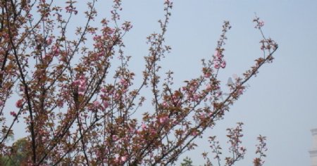 月湖公园的樱花啊图片