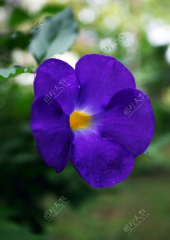 热带紫花图片