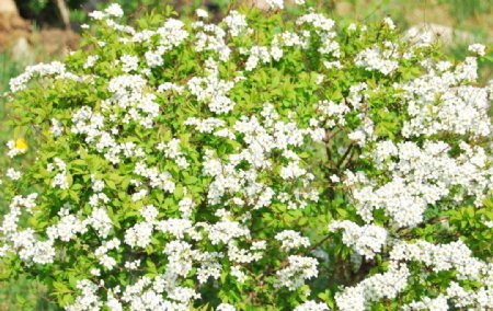 白色花满天星绿叶春天世博园高清图片