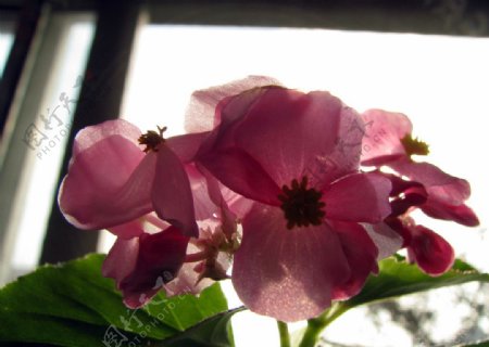 四季海棠花儿图片