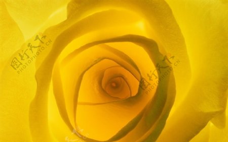 黄玫瑰微距图片