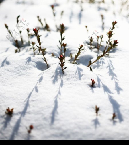 雪中植物图片