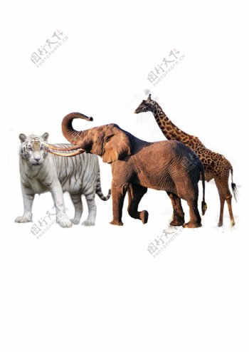 白虎大象长颈鹿图片