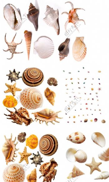 贝壳图片