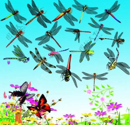 蜻蜓蝴蝶素材图片